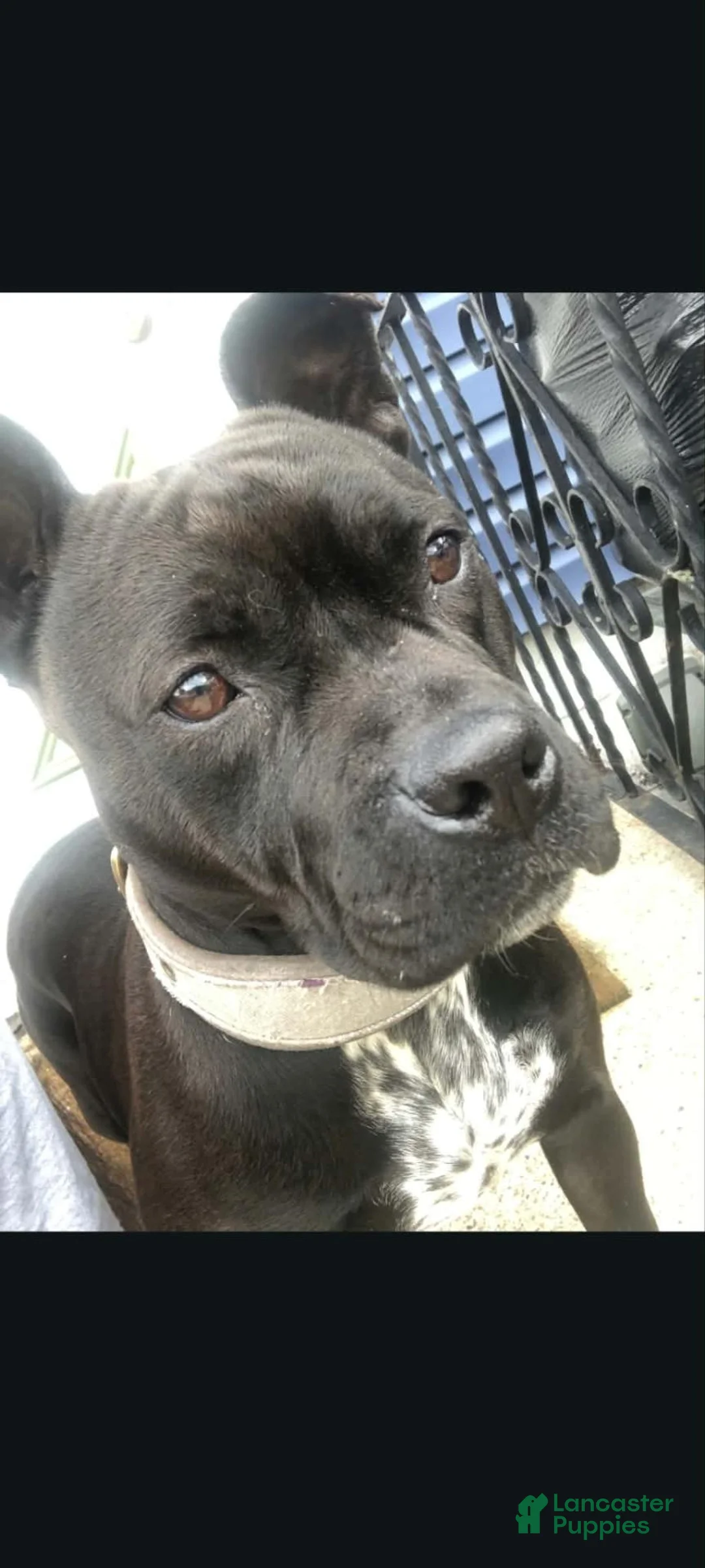 Mixed Breed dogs for sale: Mixed Breed 2 - Ad 2