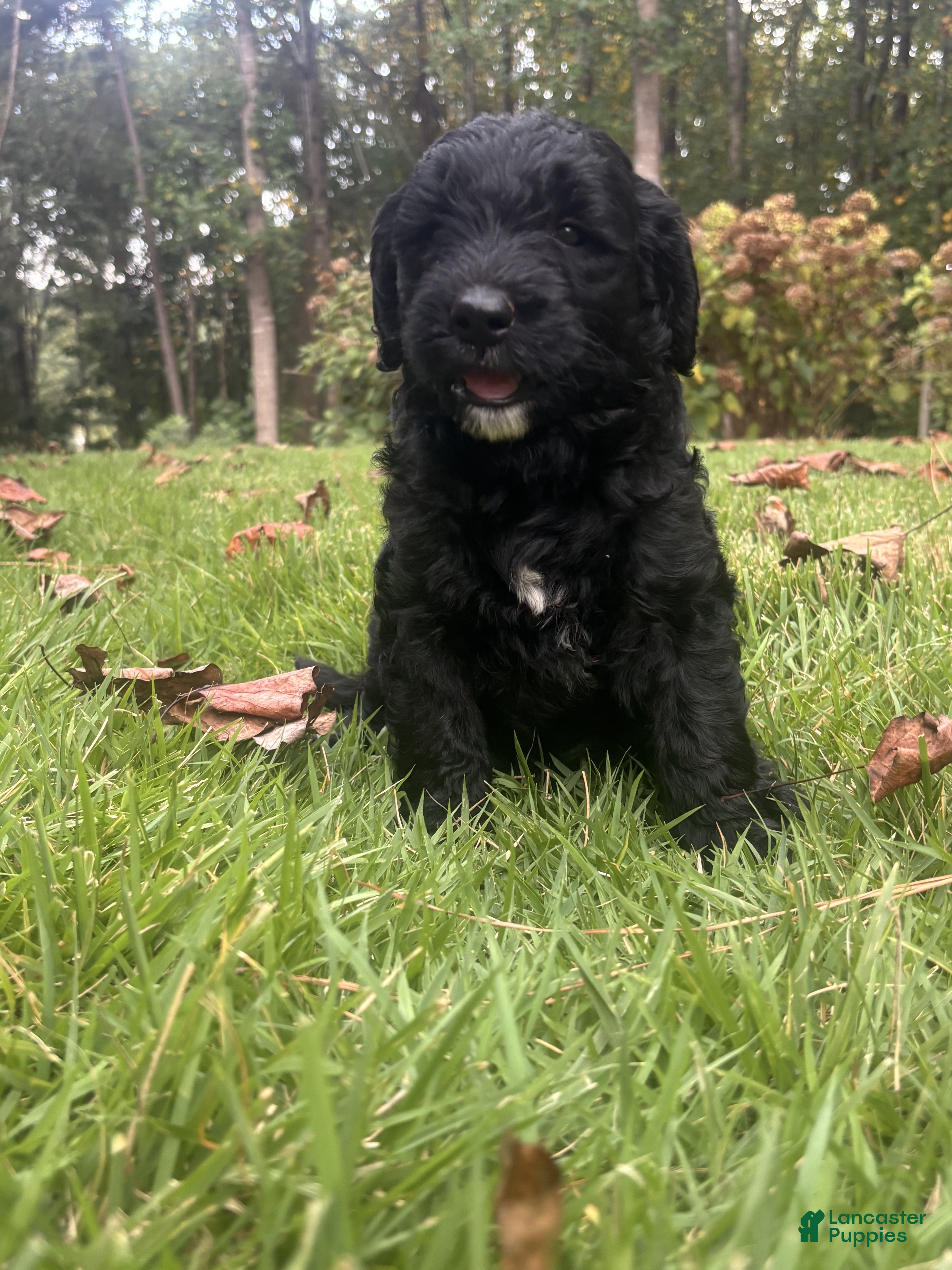 Goldendoodle dogs Coal - Ad 1