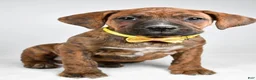 Boxer dogs for sale: Rusty Boxer mix - Ad 8