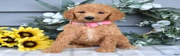Standard Poodle dogs for sale: Roxanne - Ad 6