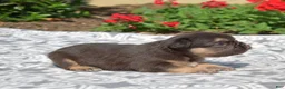 French Bulldog dogs for sale: Colby - Ad 7