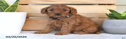 Cavapoo dogs for sale: Raliegh - Ad 3