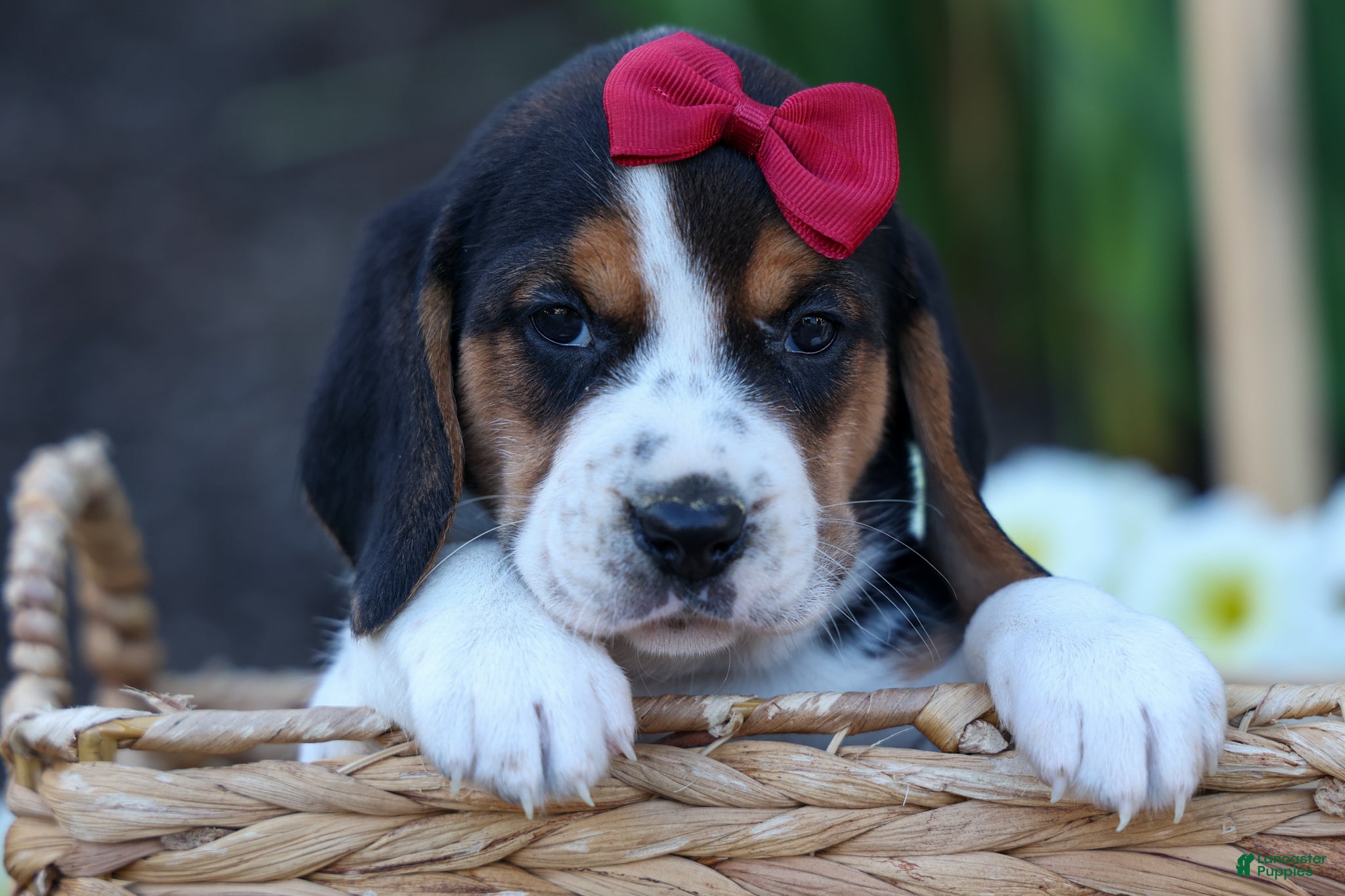 Beagle dogs  Cody 🐾🐶 - Ad 1