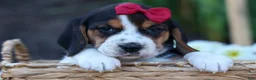 Beagle dogs for sale:  Cody 🐾🐶 - Ad 7