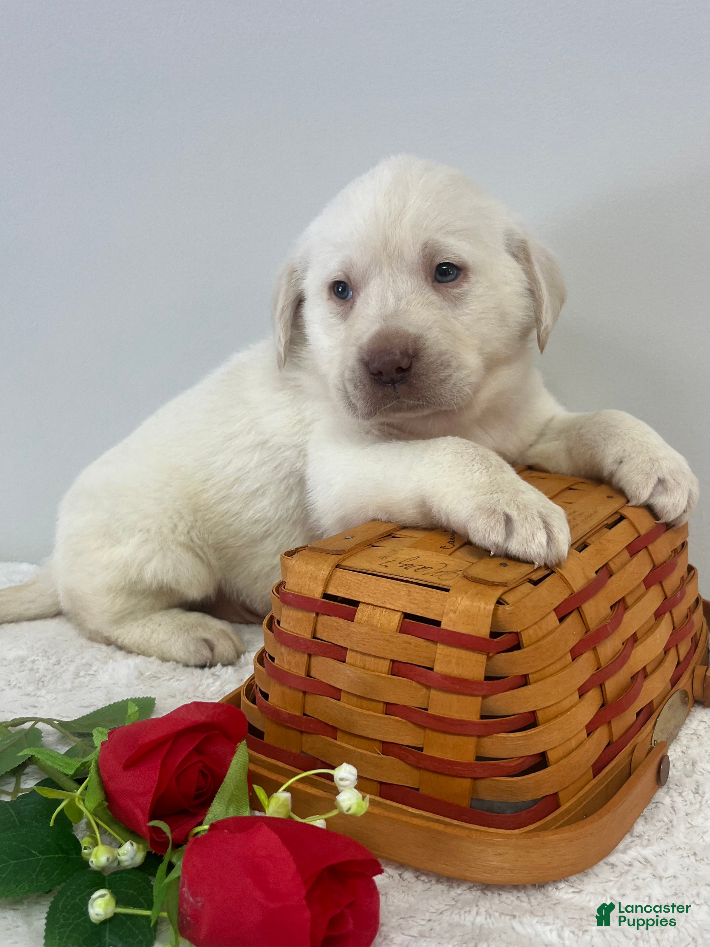 Labrador Retriever dogs Marley - Ad 19