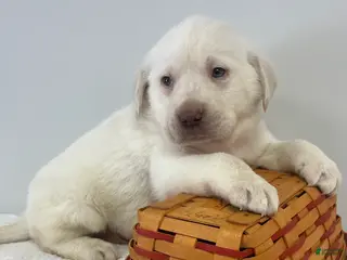 Labrador Retriever dogs Marley - Ad 19