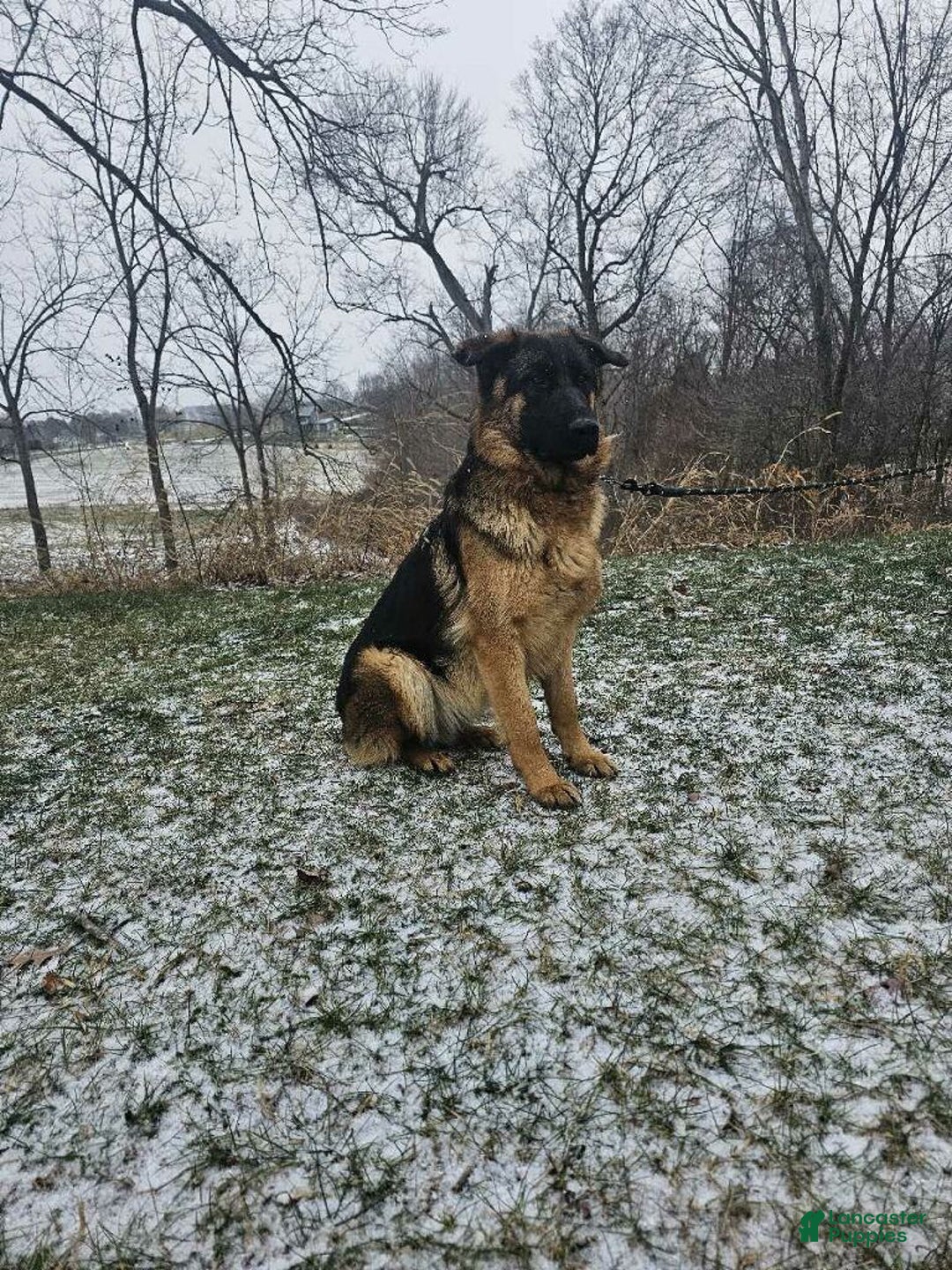 German Shepherd dogs for sale: German Shepherd Puppy 1 - Ad 2