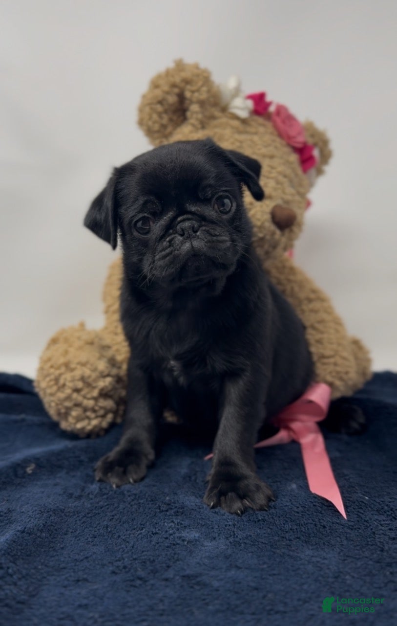 Pug dogs Liberty - Ad 1