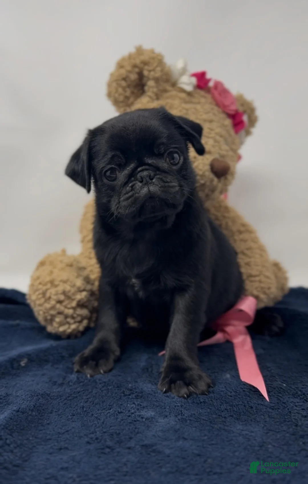 Pug dogs for sale: Liberty - Ad 1