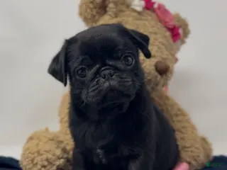 Pug dogs for sale: Liberty - Ad 3