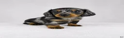 Miniature Dachshund dogs for sale: Gem - Ad 5