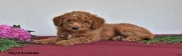 Mini Goldendoodle dogs for sale: Jefferson - Ad 4
