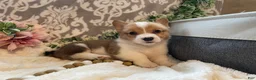 Welsh Corgi Pembroke dogs for sale: Sawyer  - Ad 5