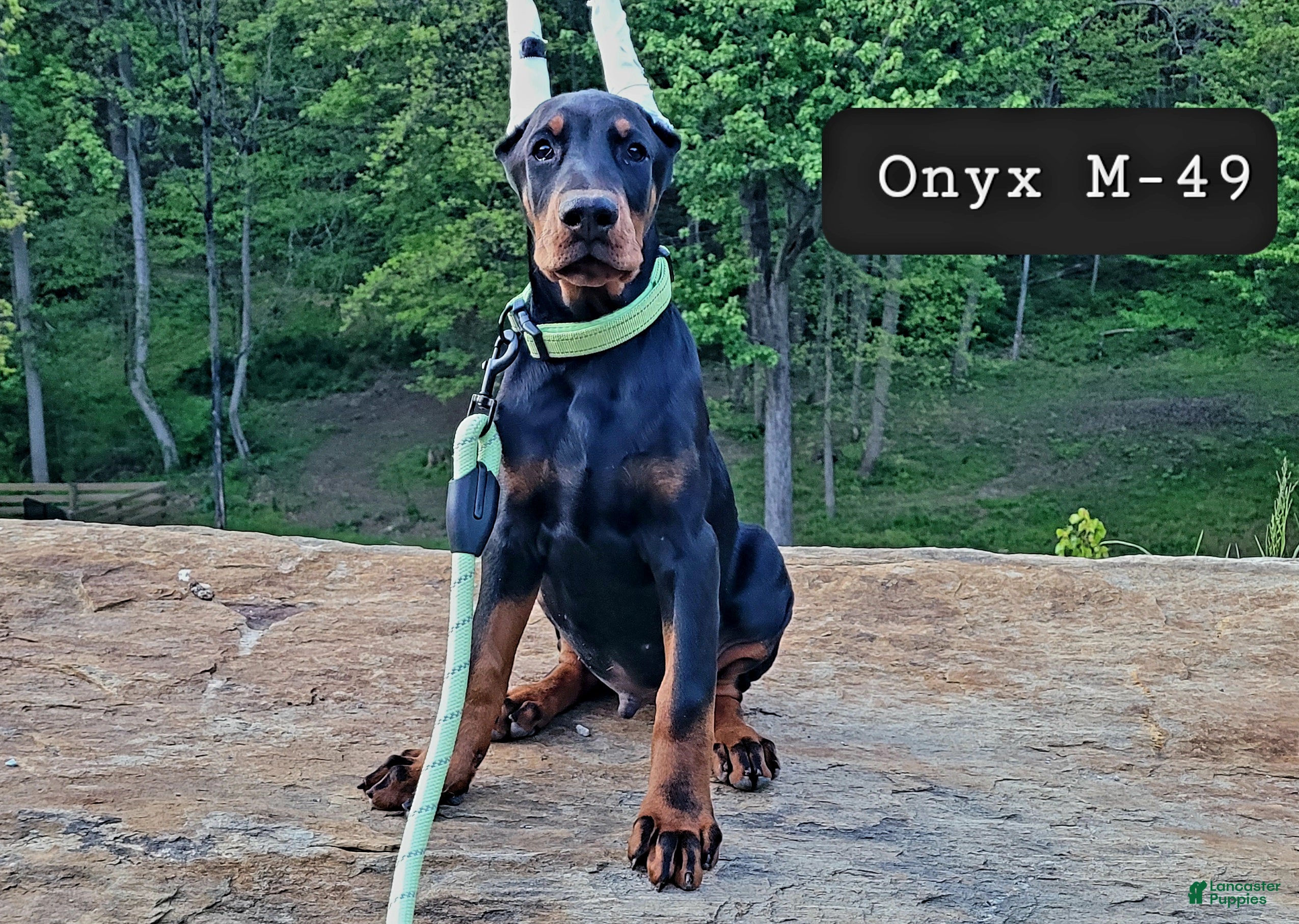 Doberman Pinscher dogs ONYX - Ad 34