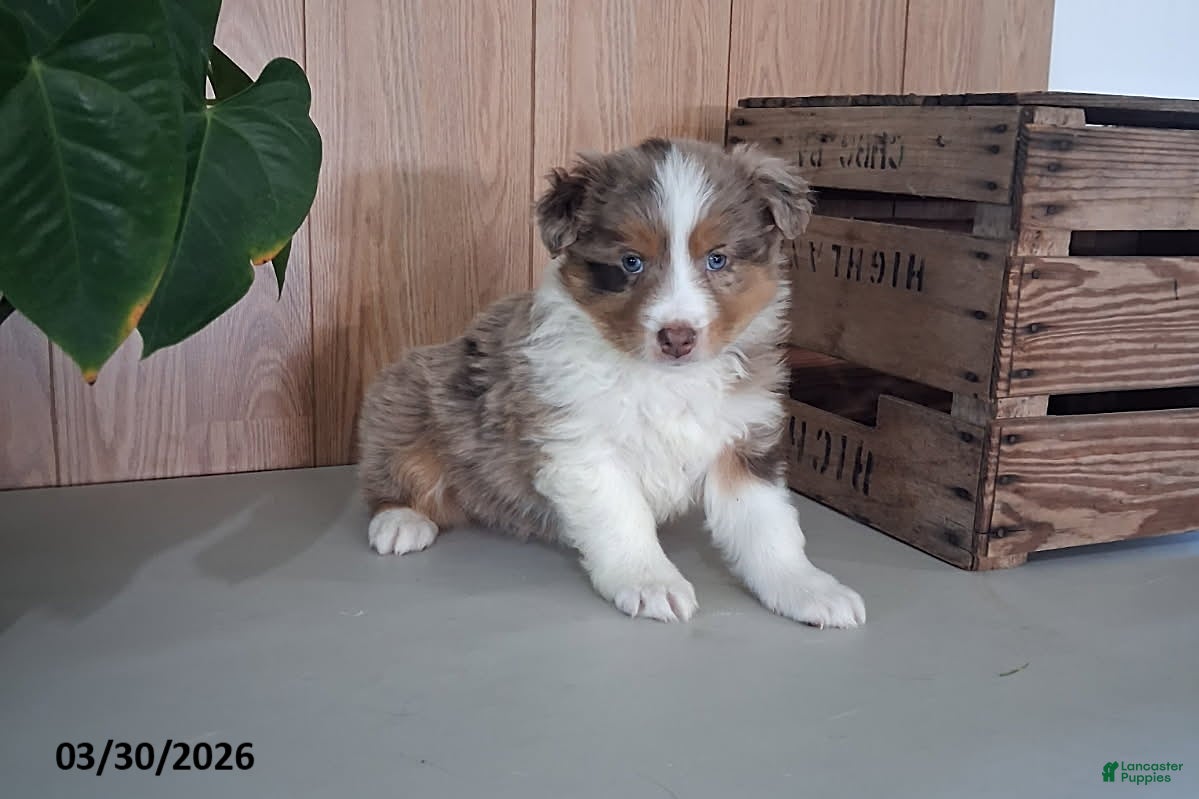 Australian Shepherd dogs Mateo - Ad 3