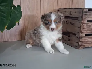 Australian Shepherd dogs Mateo - Ad 3