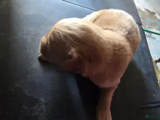 Golden Retriever dogs Golden Retriever Puppy 8 - Ad 11