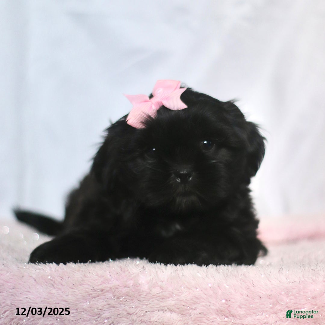 Shih Tzu dogs for sale: Jewel - Ad 5