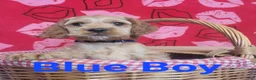 Cockapoo dogs for sale: Blue Boy  - Ad 30