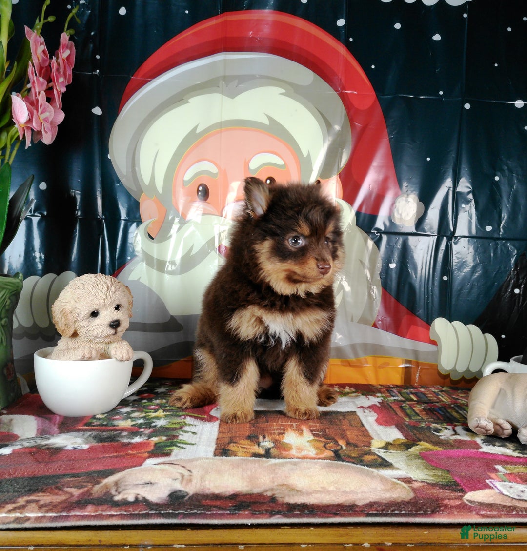 Pomeranian dogs for sale: Pomeranian Puppy 1 - Ad 3