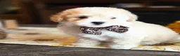 Maltipoo dogs for sale: Bentley - Ad 5