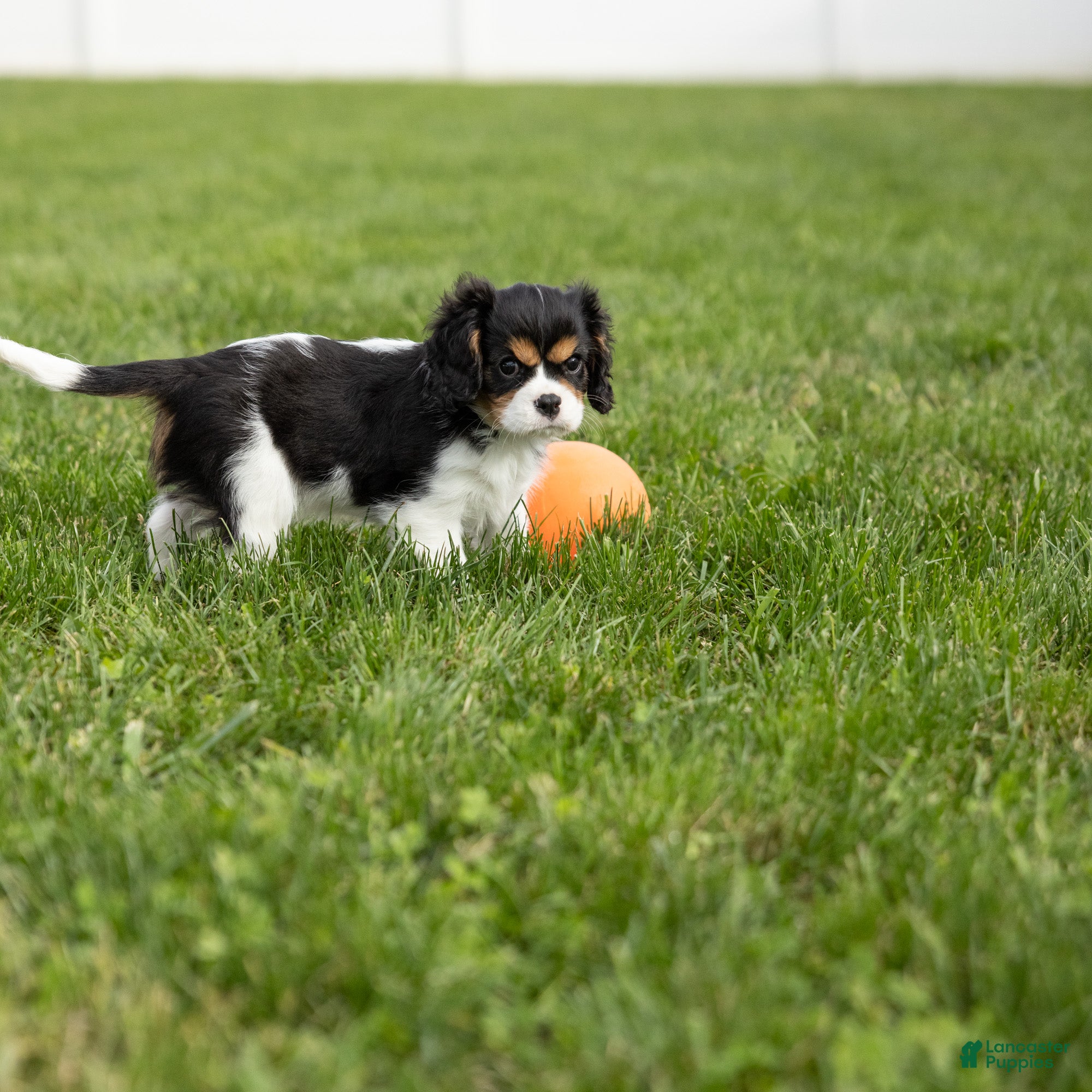 Cavalier King Charles Spaniel dogs Lincoln - Ad 2