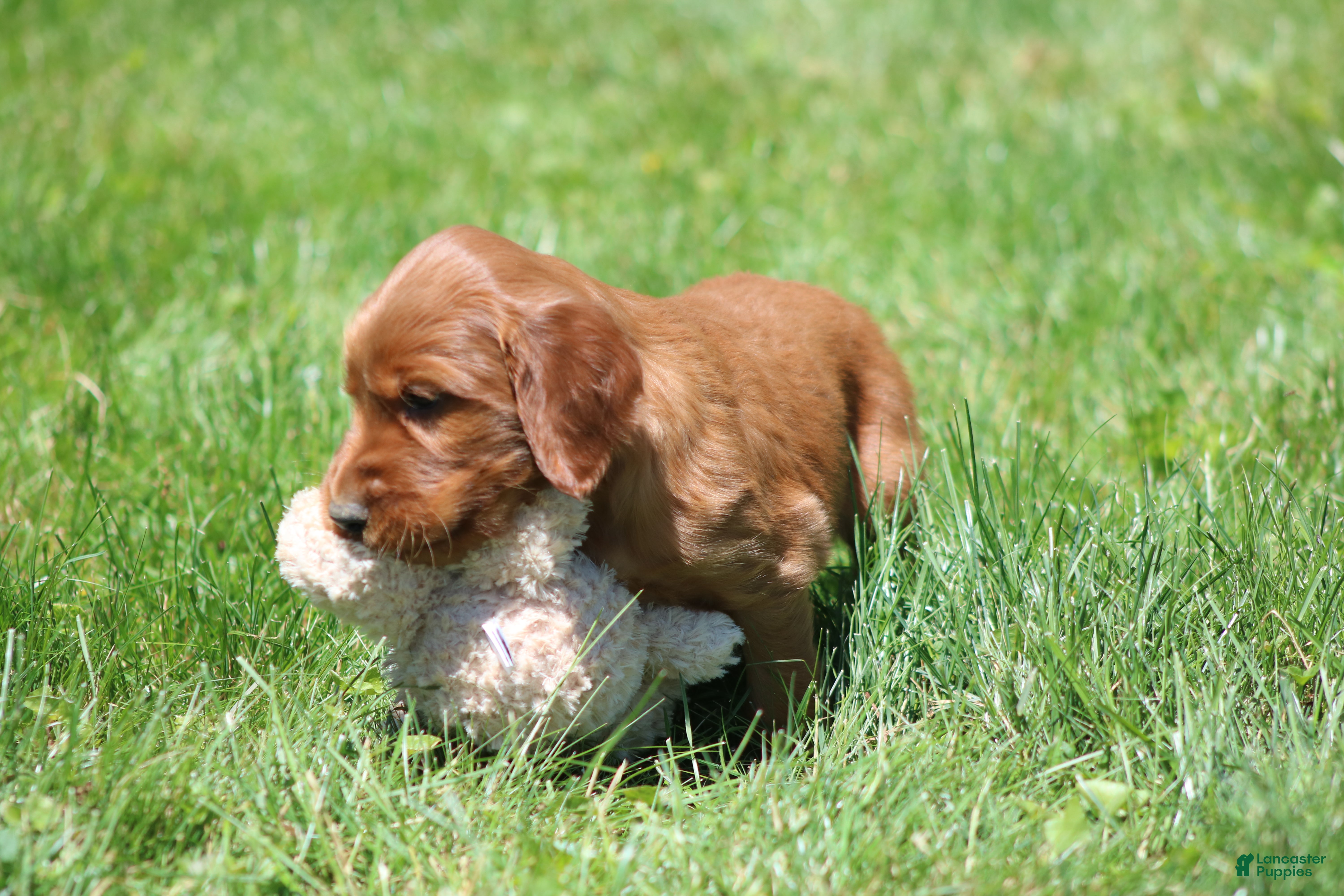 Irish Setter dogs for sale: Leo - Ad 8