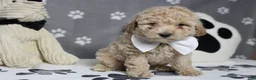 Havapoo dogs for sale: Willie  - Ad 4