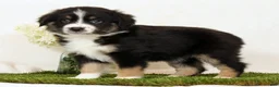 Miniature Australian Shepherd dogs for sale: Lily - Ad 5