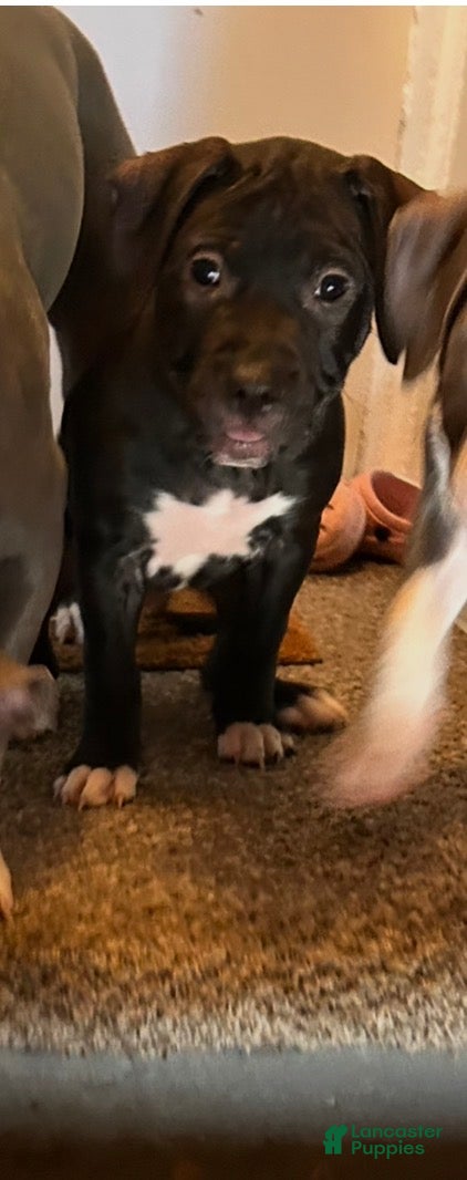 American Pit Bull Terrier dogs American Pit Bull Terrier Puppy 1 - Ad 5