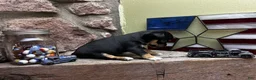 Chihuahua dogs for sale: 🐾Maggie~Black/tan Chihuahua - Ad 6