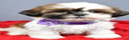 Shih Tzu dogs for sale: Liza - Ad 4