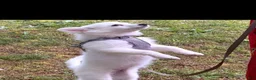 American Eskimo dogs for sale: American Eskimo 1 - Ad 2