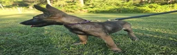 Mixed Breed dogs for sale: Jinx - Ad 4