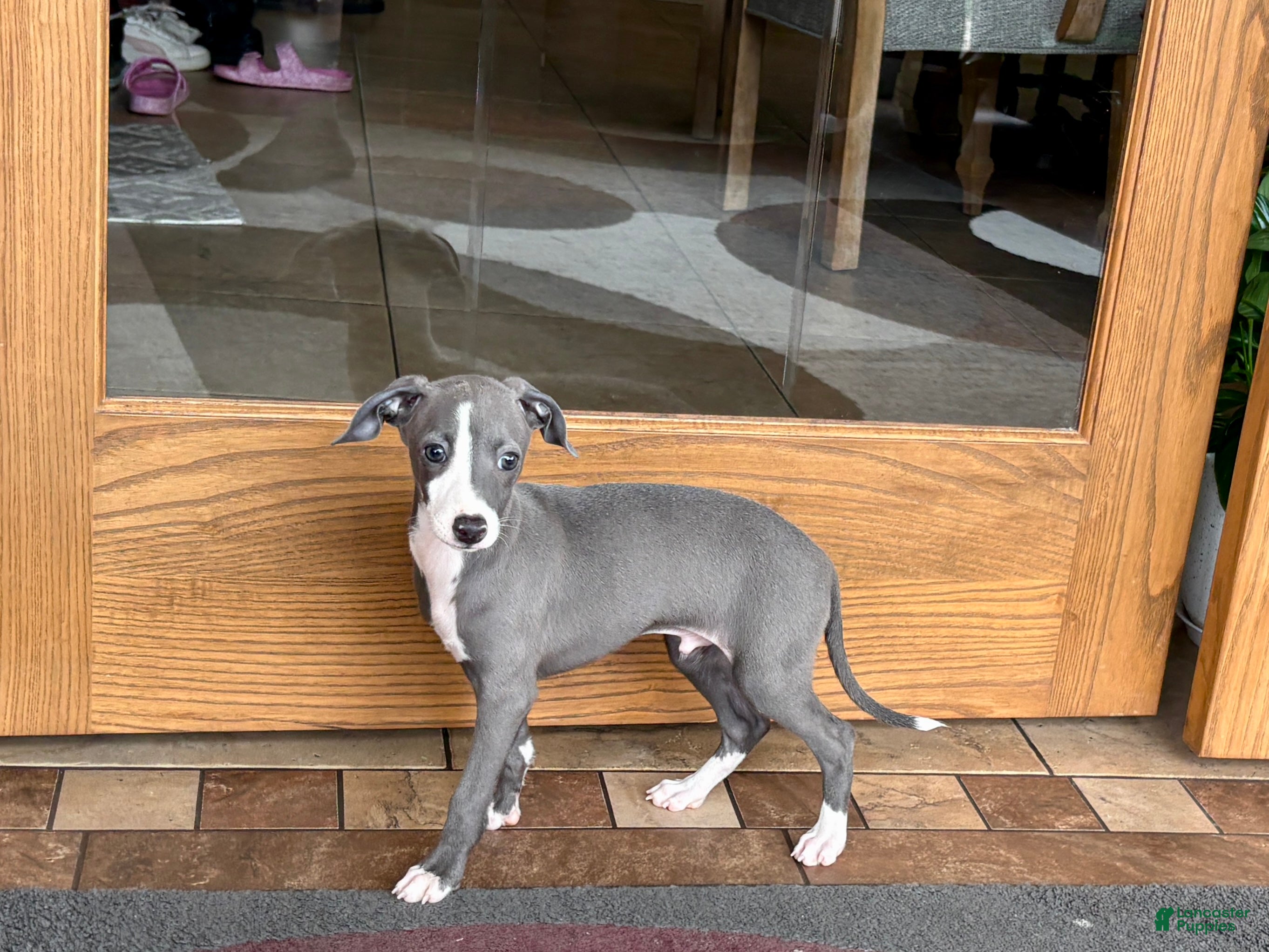 Italian Greyhound dogs Italian Greyhound 2 blue boy.  - Ad 2