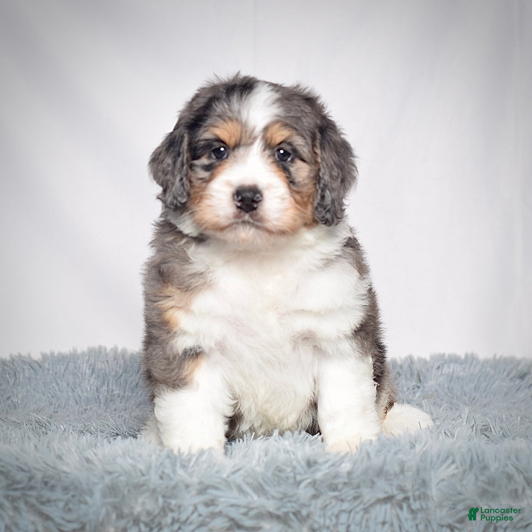 Bernedoodle dogs for sale: Ms. Sasha - Ad 1