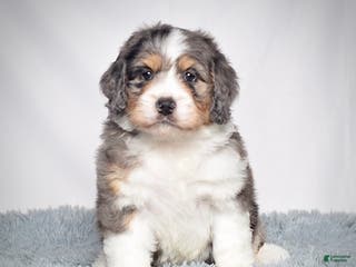 Bernedoodle dogs Ms. Sasha - Ad 14