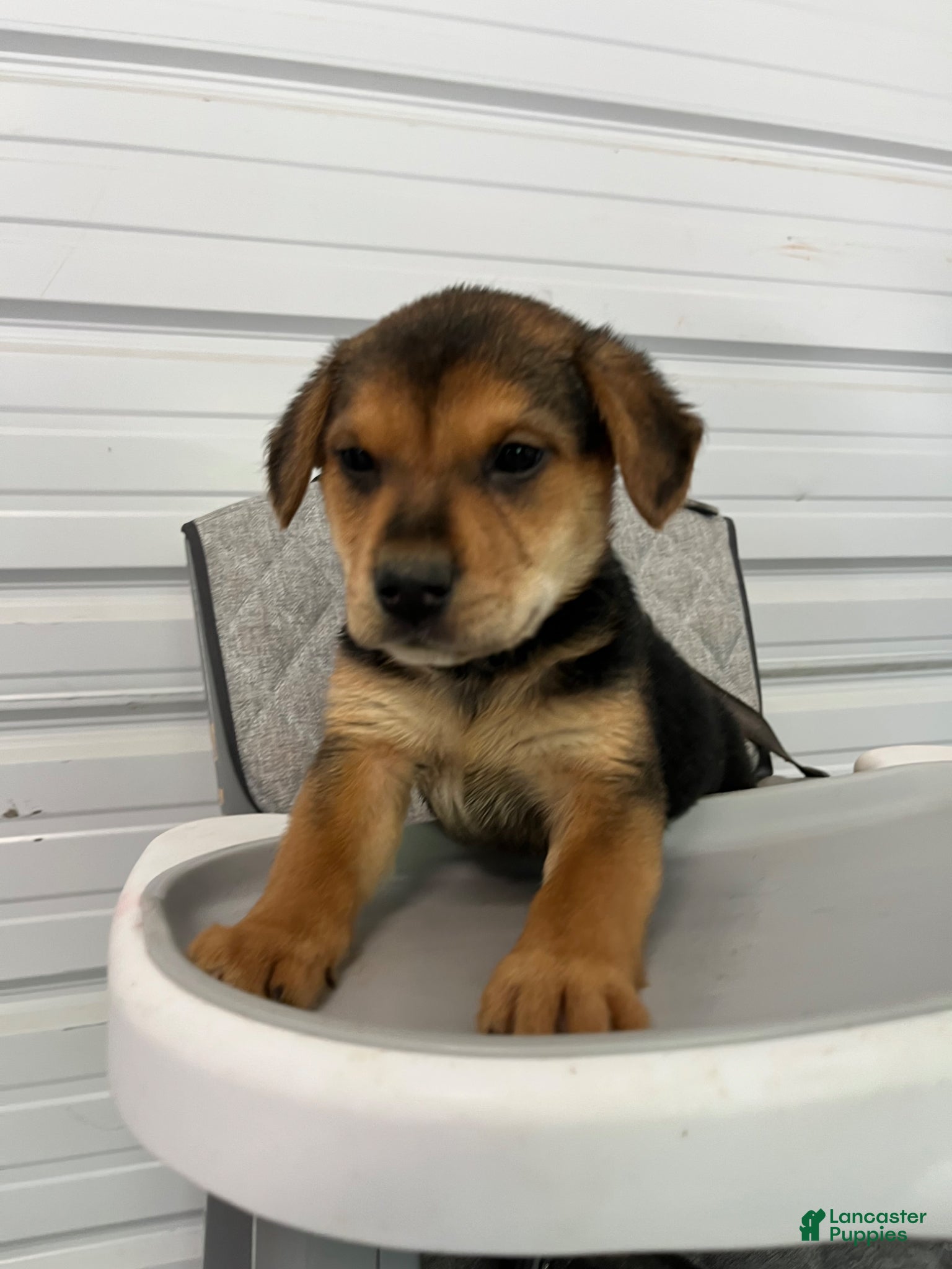 Golden Shepherd dogs Daisy  - Ad 1