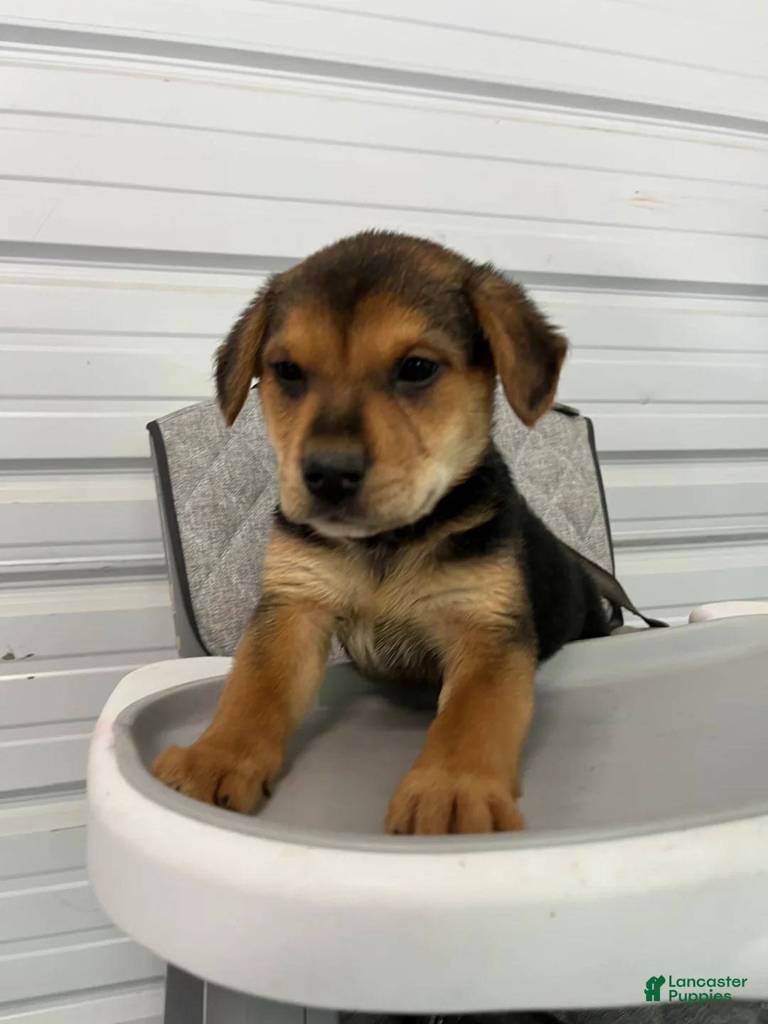 Golden Shepherd dogs for sale: Daisy  - Ad 1