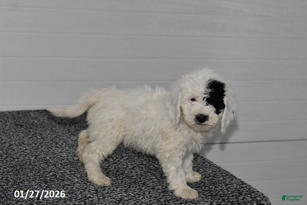 Mini Sheepadoodle dogs for sale: Elsa - Ad 4