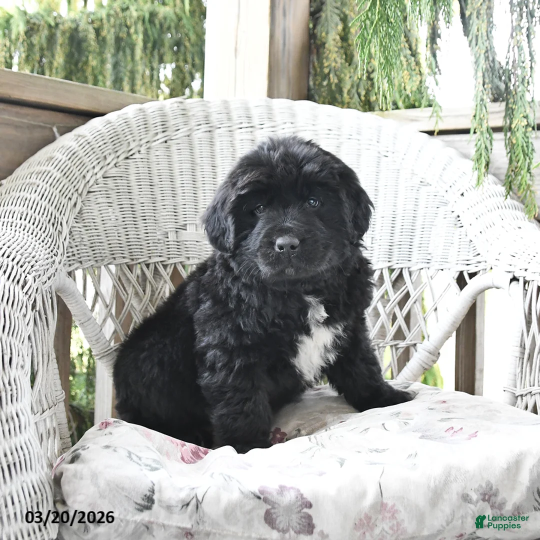 Newfoundland dogs for sale: Hank - Ad 1