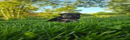 German Shepherd dogs for sale: Jack - Ad 5