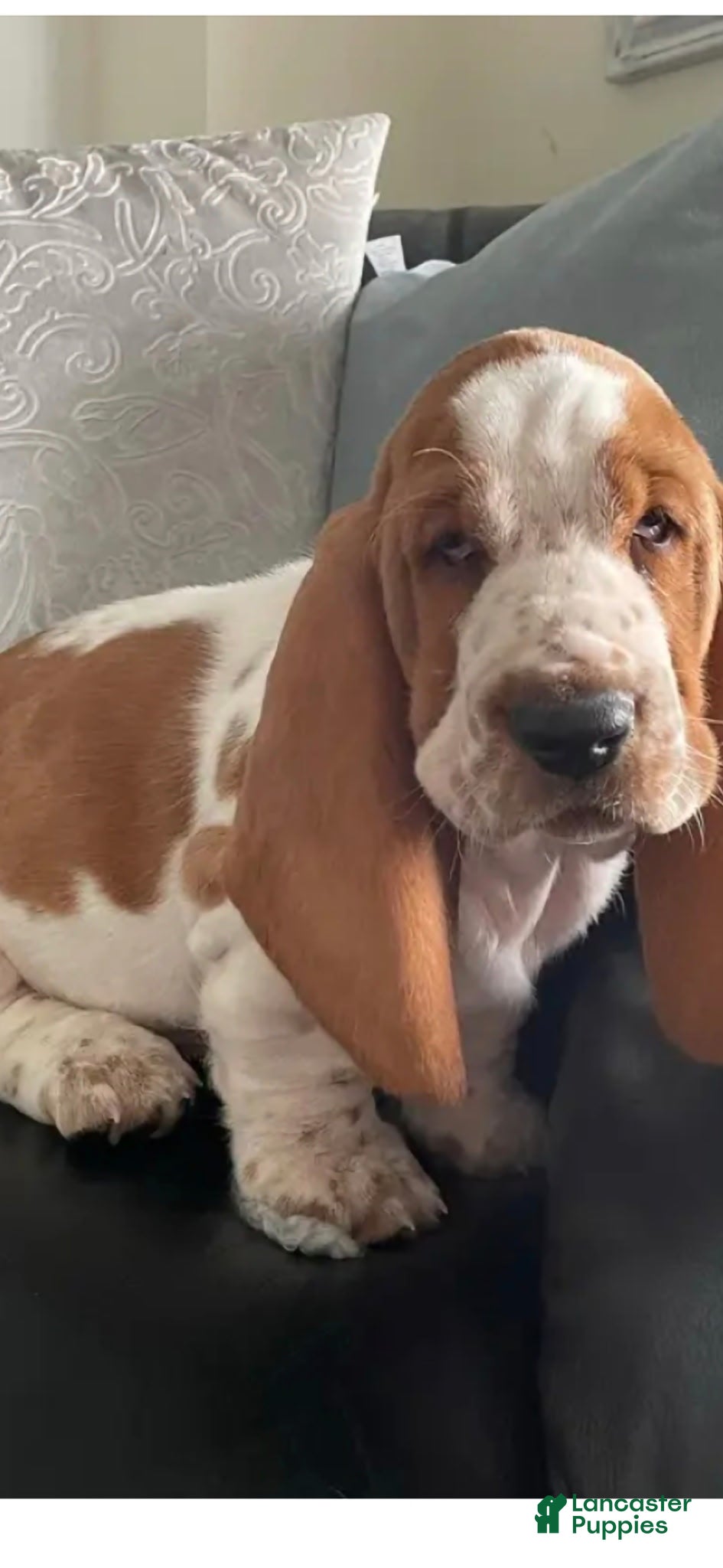 Basset Hound dogs Basset Hound Puppy 10 - Ad 20