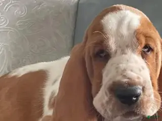 Basset Hound dogs Basset Hound Puppy 10 - Ad 20