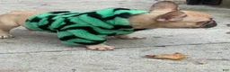 French Bulldog dogs for sale: NYXX - Ad 2