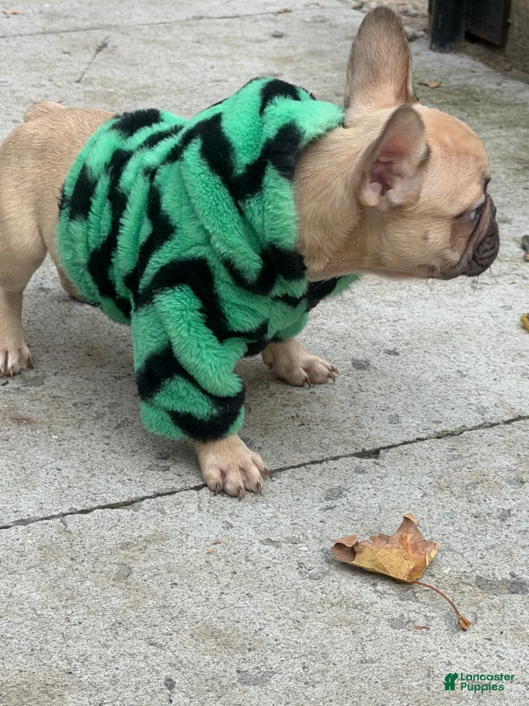 French Bulldog dogs for sale: NYXX - Ad 2