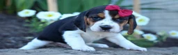 Beagle dogs for sale:  Cody 🐾🐶 - Ad 13