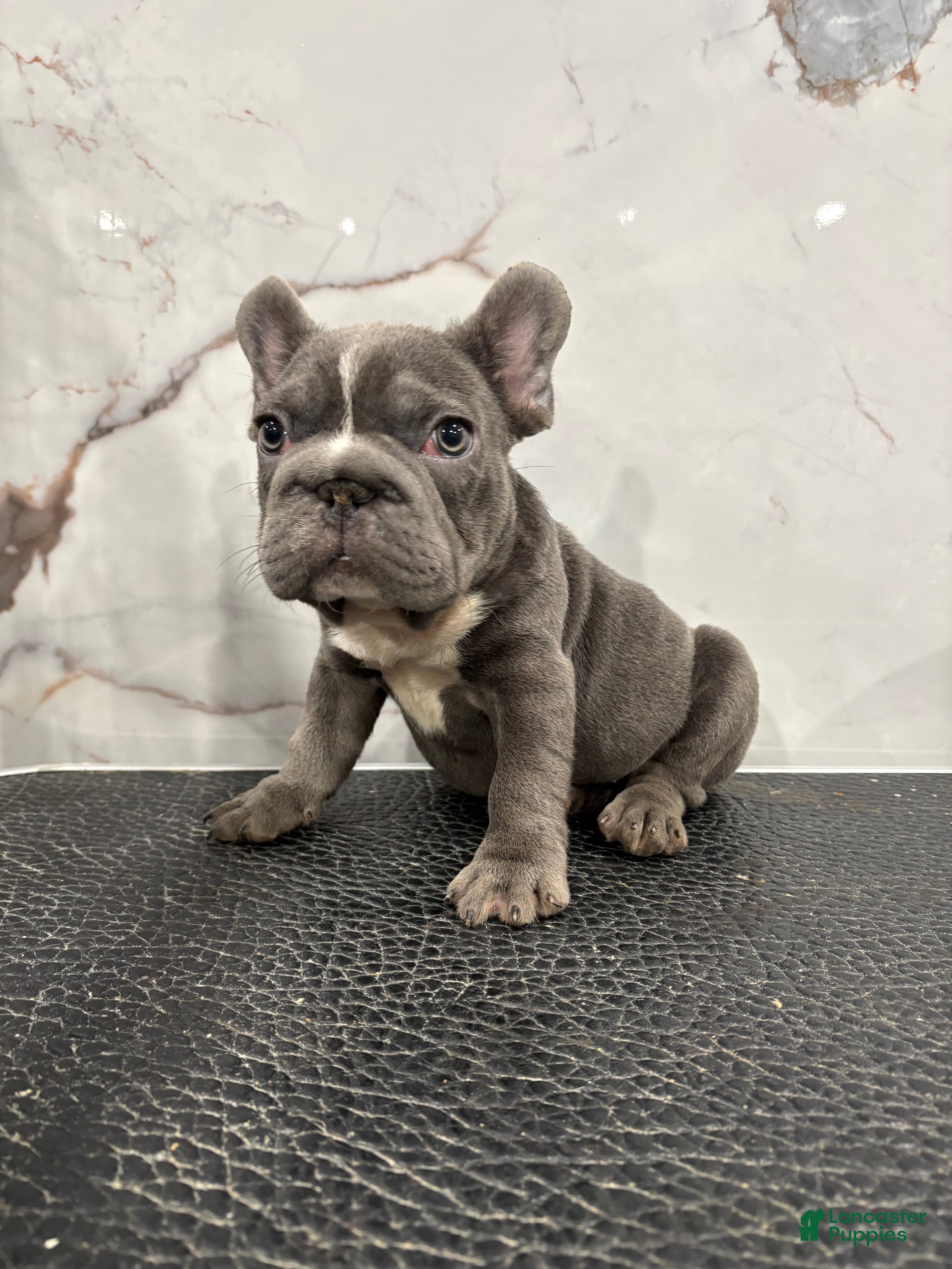 French Bulldog dogs French Bulldog Puppy 1 - Ad 42