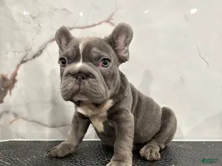 French Bulldog dogs French Bulldog Puppy 1 - Ad 3