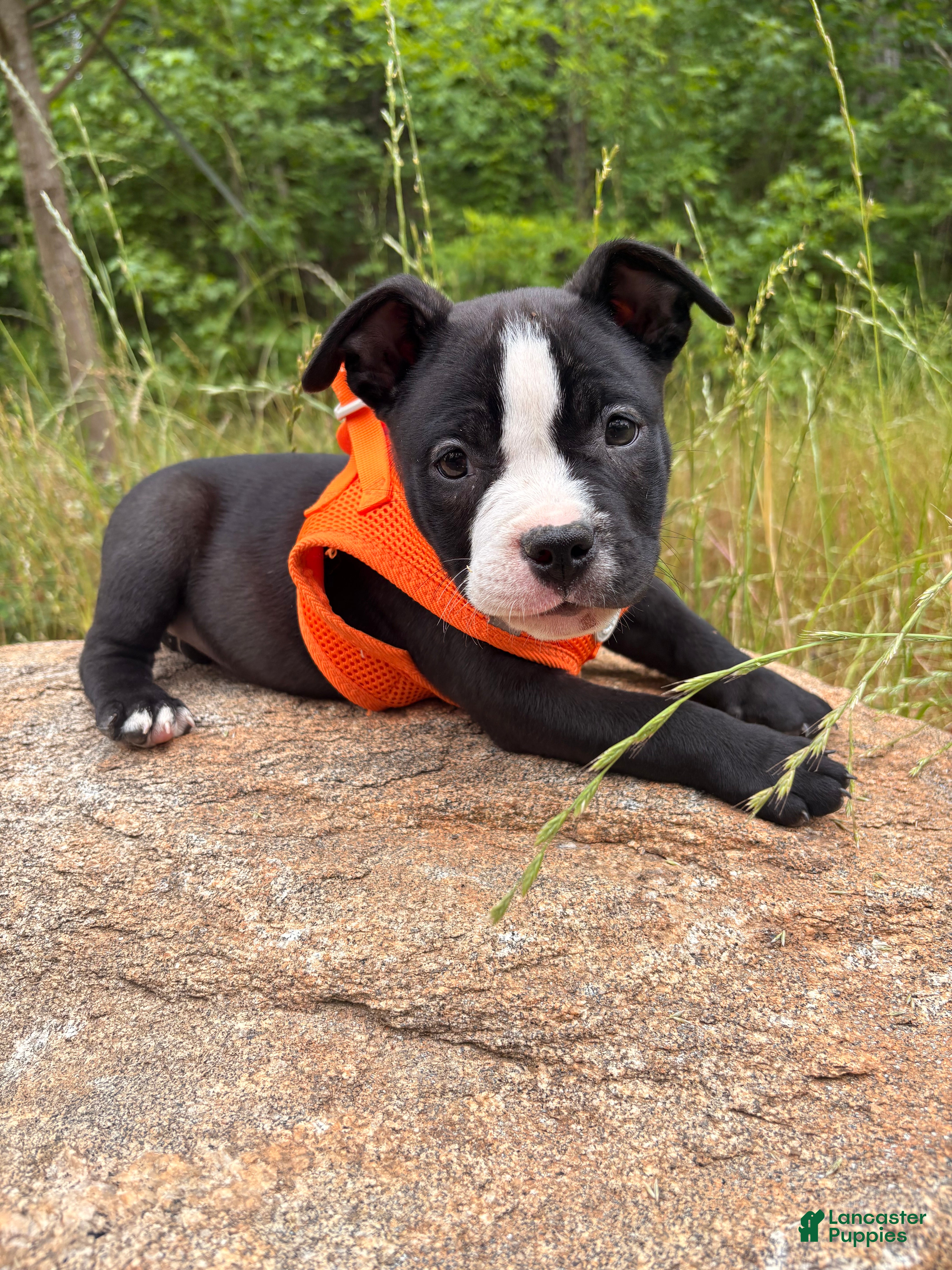 American Bully dogs Chanel - Ad 2